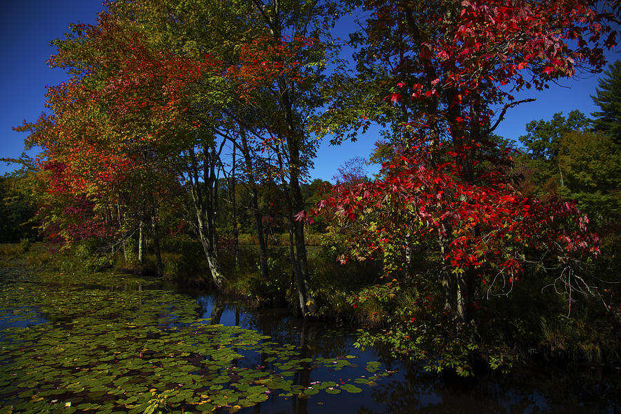 The Pond In Autumn Photograph by Karol Livote