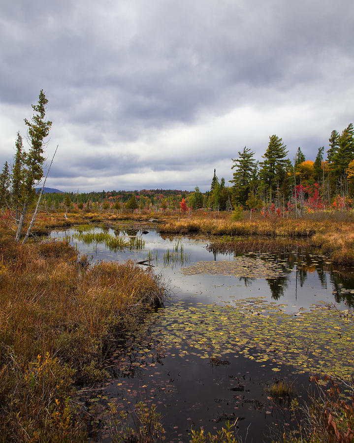 The Ponds near Raquette Lake Photograph by David Patterson