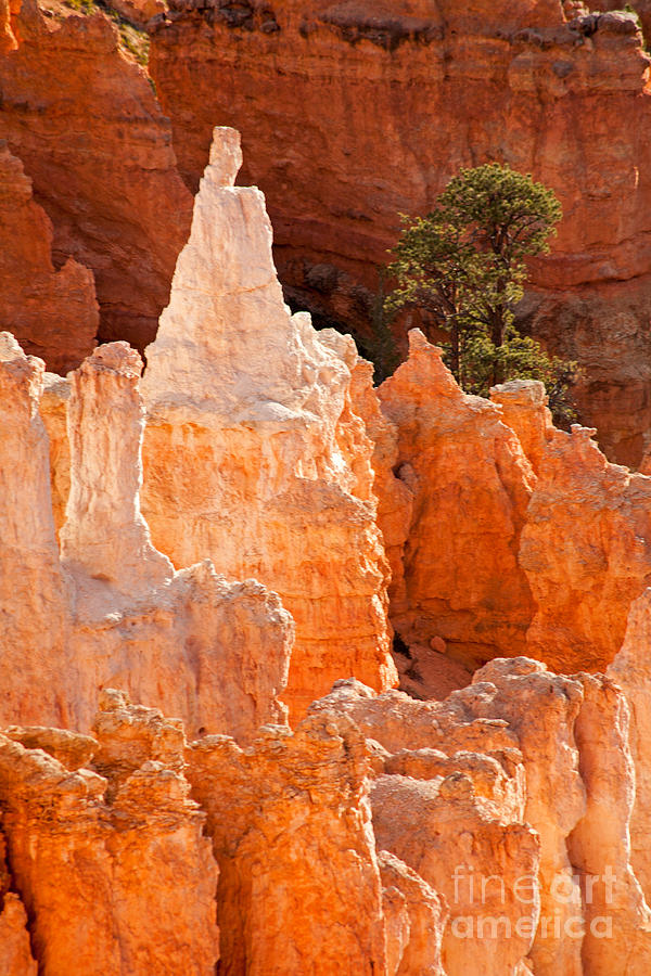 The Pope Sunrise Point Bryce Canyon National Park Photograph by Fred Stearns