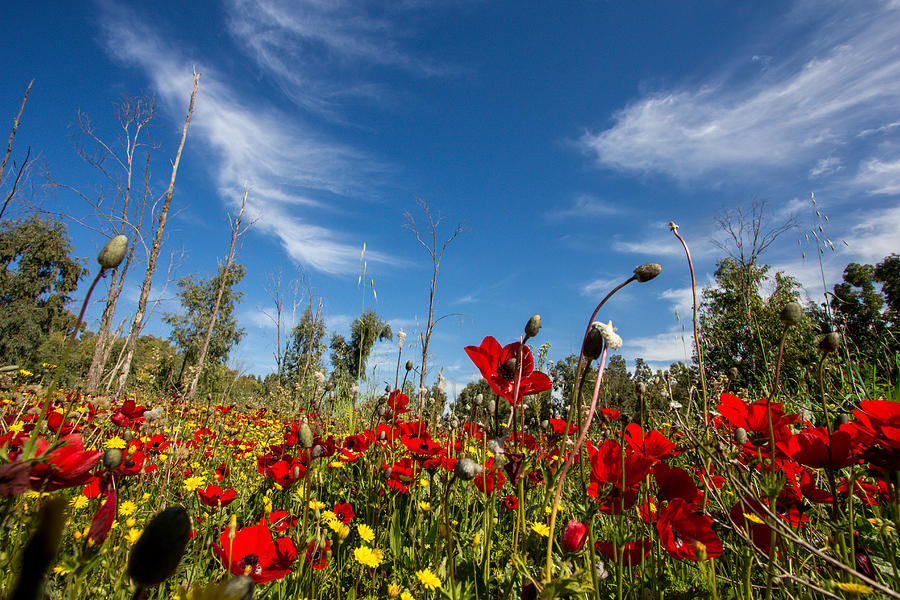 Flower Photograph - The poppies field by Mark Perelmuter