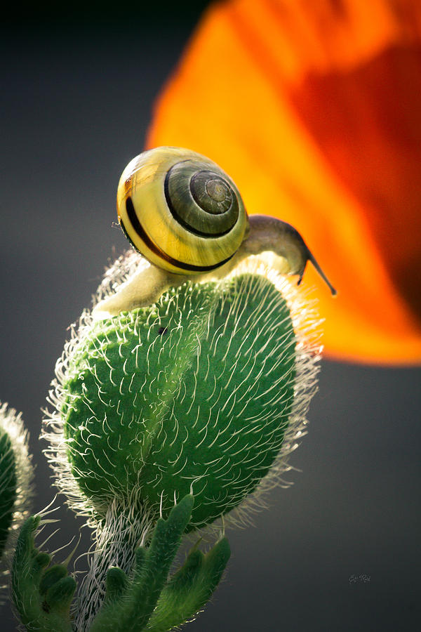 The poppy and the snail Photograph by Eti Reid