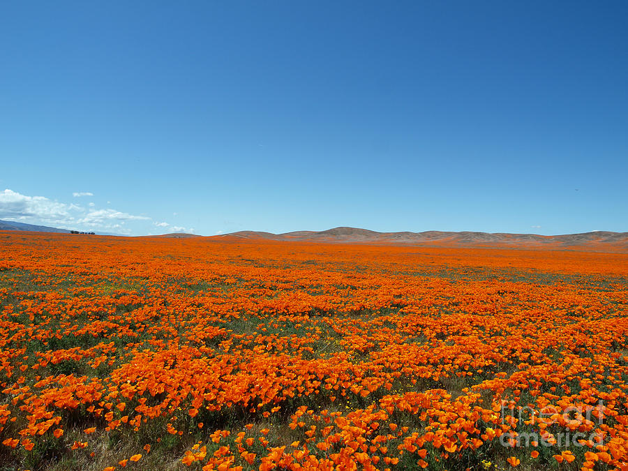 The Poppy Field Photograph by Trekkerimages Photography - Fine Art America