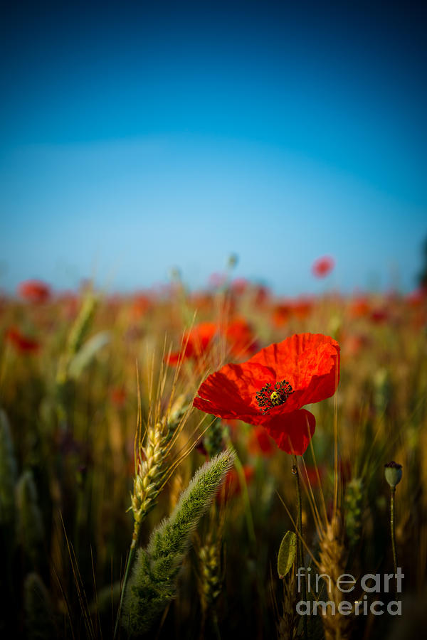 The poppy Photograph by Hannes Cmarits