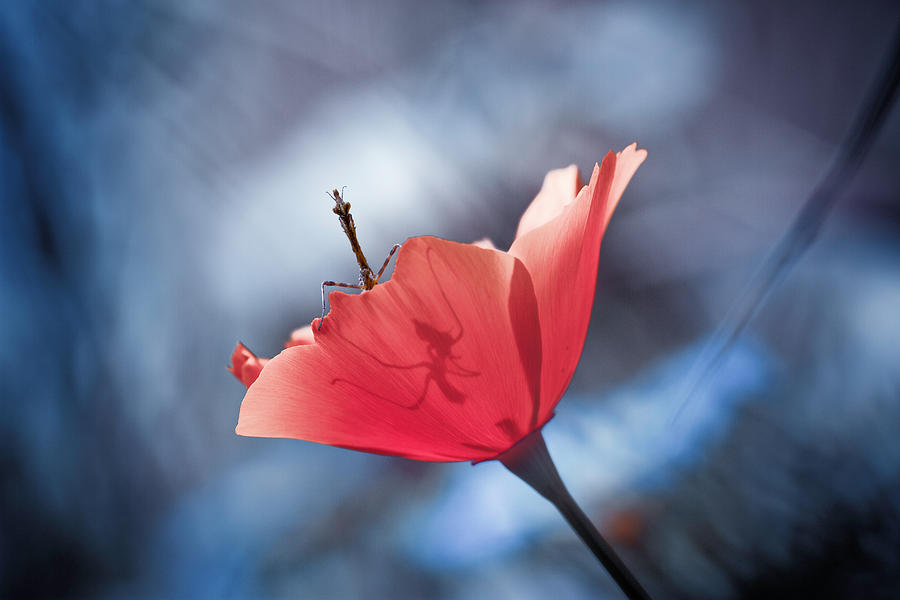 Flower Photograph - The Poppy Master by Fabien Bravin