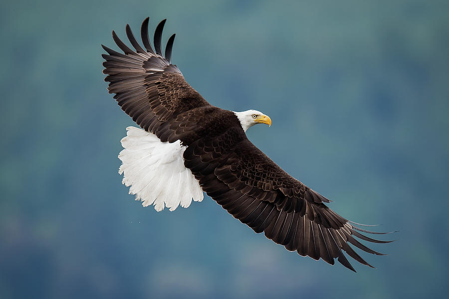 Eagle Photograph - The Pose by David H Yang