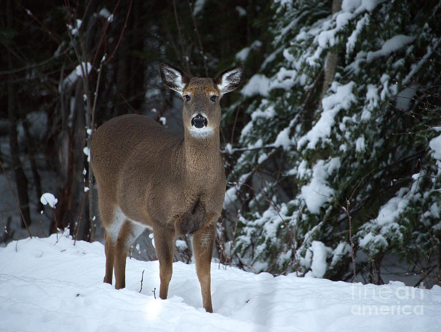 The Poser Photograph by Mary Koenig Godfrey - Fine Art America