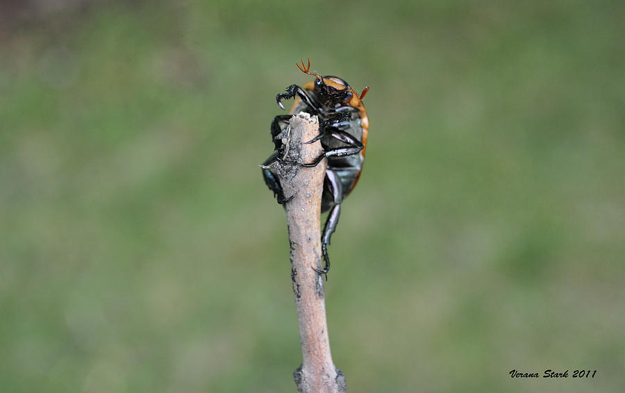 The Posing Beetle Photograph by Verana Stark