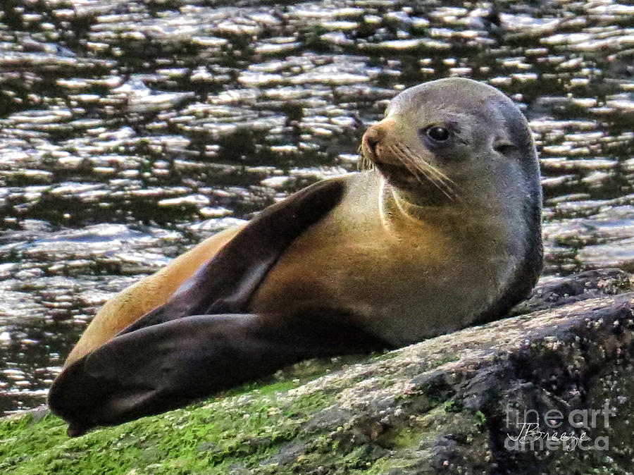 Milford Sound Photograph - The Posing Seal by Jennie Breeze