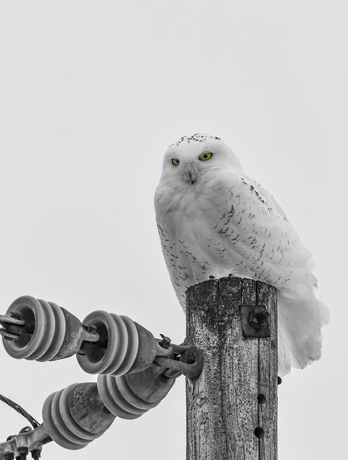 The Power Of The Owl Black and White Photograph by Thomas Young