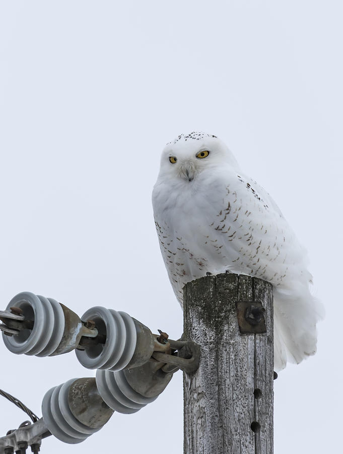 White Owl Photograph - The Power Of The Owl by Thomas Young