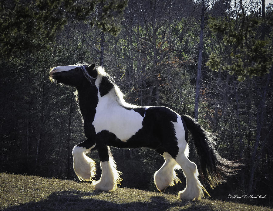 The Prancing Stallion Photograph by Terry Kirkland Cook