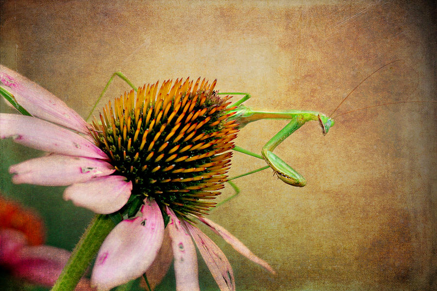 The Praying Mantis Photograph by Trina  Ansel