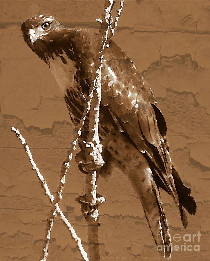 Hawk Photograph - The Predator Digital Painting by Bobbee Rickard