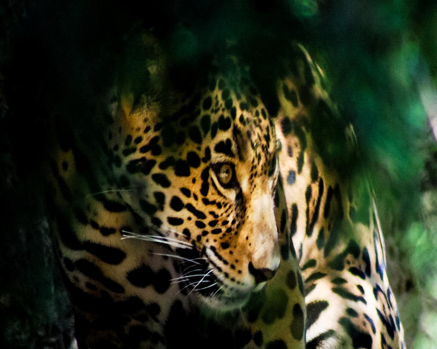 The Predator The Hunted Photograph by Toma Caul