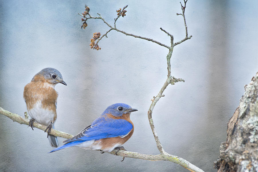 The Presence of Bluebirds Photograph by Bonnie Barry