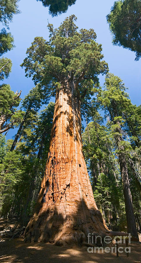 Sequoia National Park Photograph - The President - Very large and old Sequoia Tree at Sequoia National Park. by Jamie Pham