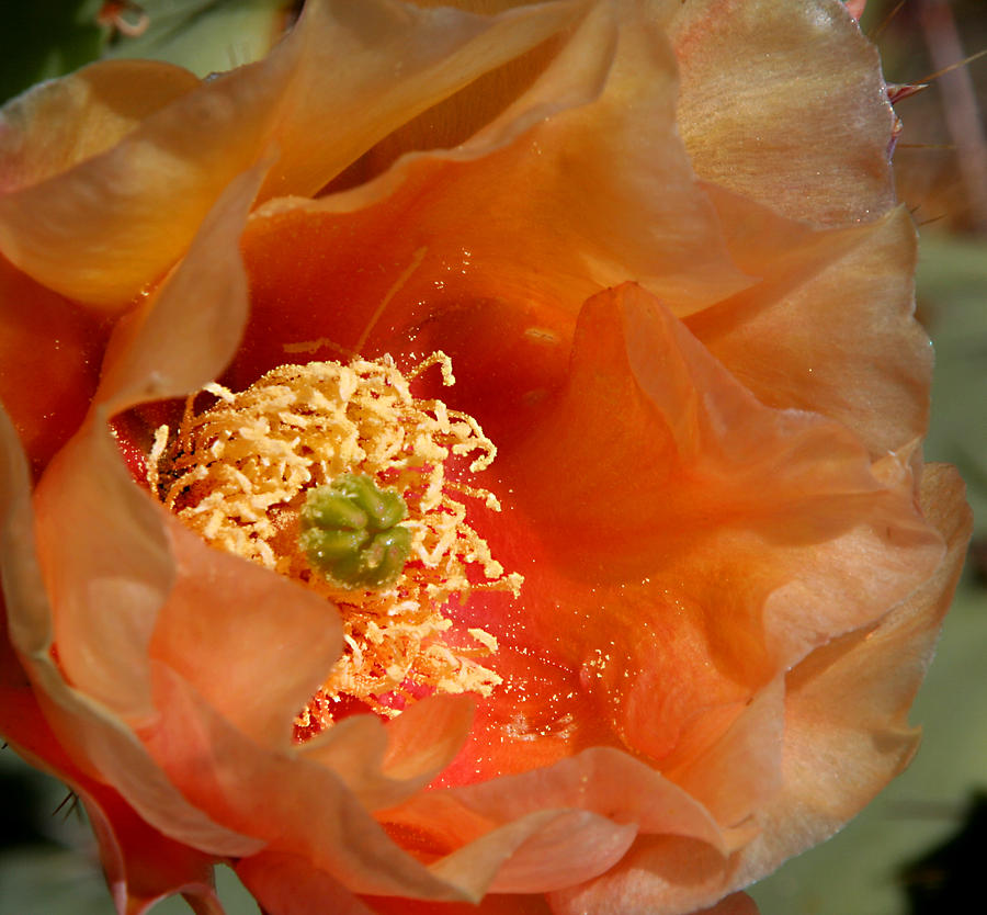 Flowers Still Life Photograph - The Prickly Pear World by Joe Kozlowski