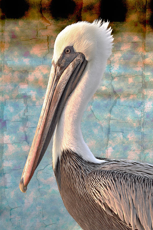 Pelican Photograph - The Prince by Debra and Dave Vanderlaan