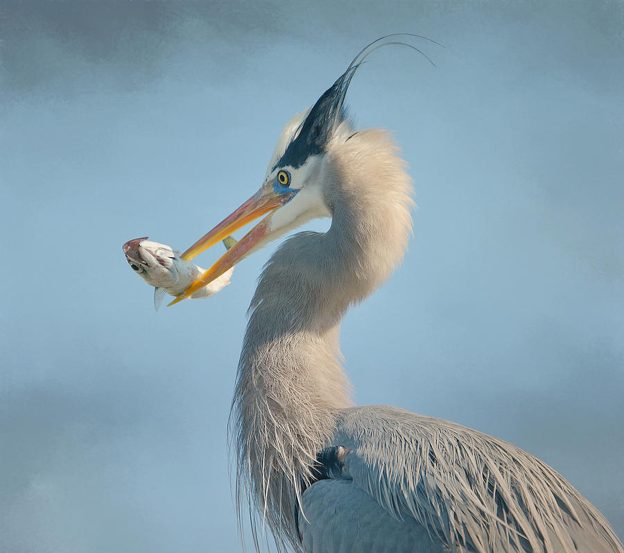 Heron Photograph - The Prize 3 by Fraida Gutovich