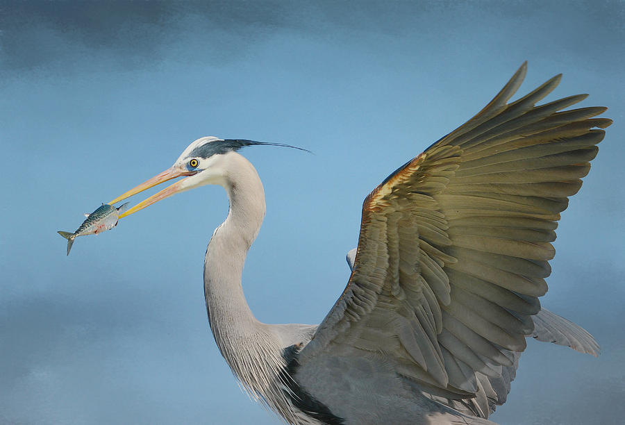 Heron Photograph - The Prize 4 by Fraida Gutovich