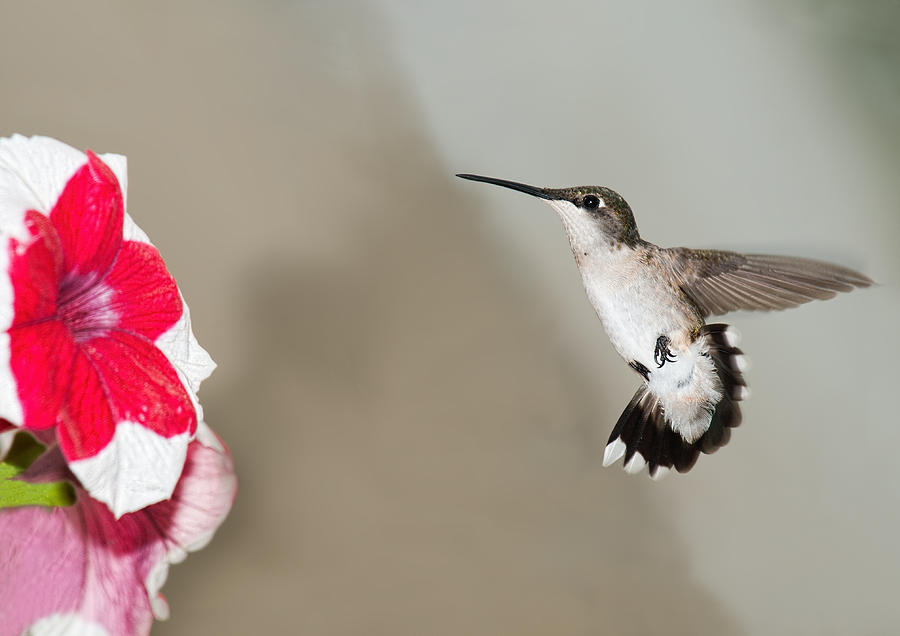 Hummingbird Photograph - The Prize by Lara Ellis