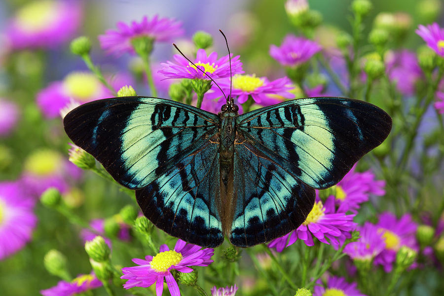 The Procilla Beauty Butterfly, Panacea Photograph by Darrell Gulin