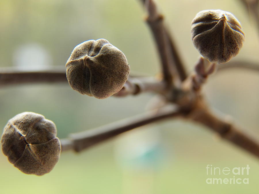 The Promise   Dogwood Bud  Painting by Judy Via-Wolff