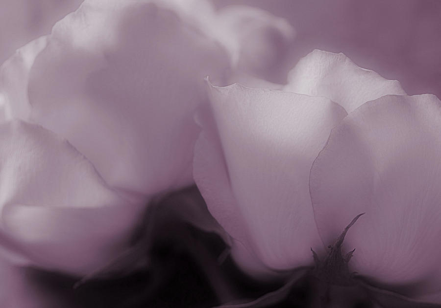 Rose Photograph - The Promise Of Love by The Art Of Marilyn Ridoutt-Greene