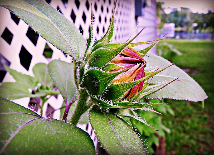 Sunflower Photograph - The Promise by Vix Views