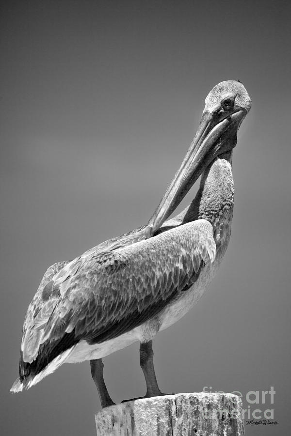 Pelican Photograph - The Proper Pelican by Michelle Constantine