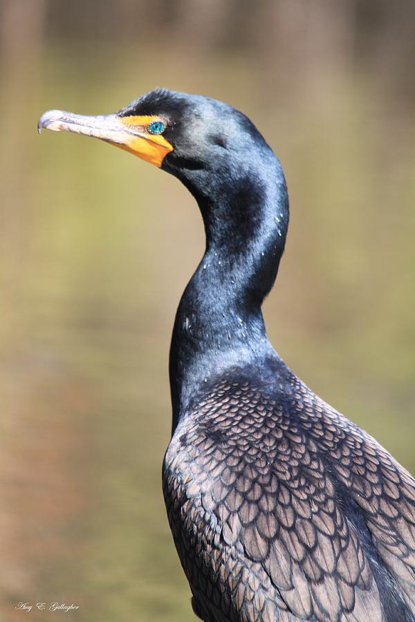 The Proud Cormorant Photograph by Amy Gallagher