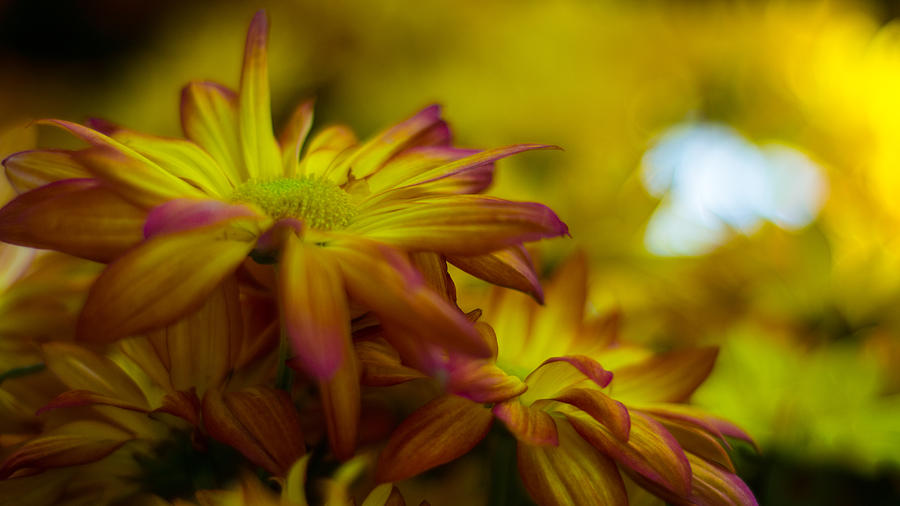 Flower Photograph - The Proud Flower by Dan Marrera
