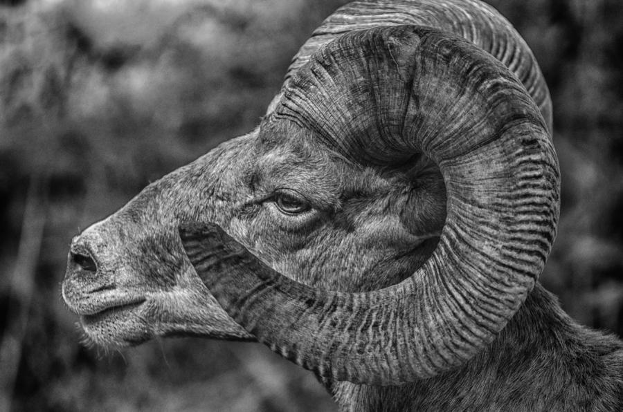 Ram Photograph - The Proud Ram by Chad Sedam