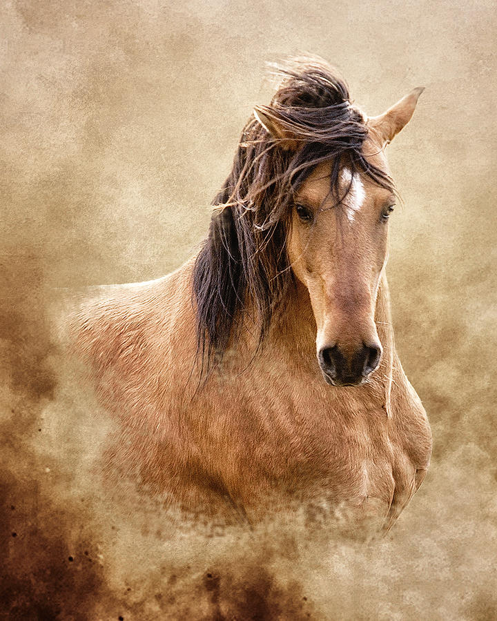 Horse Photograph - The Proud by Ron  McGinnis