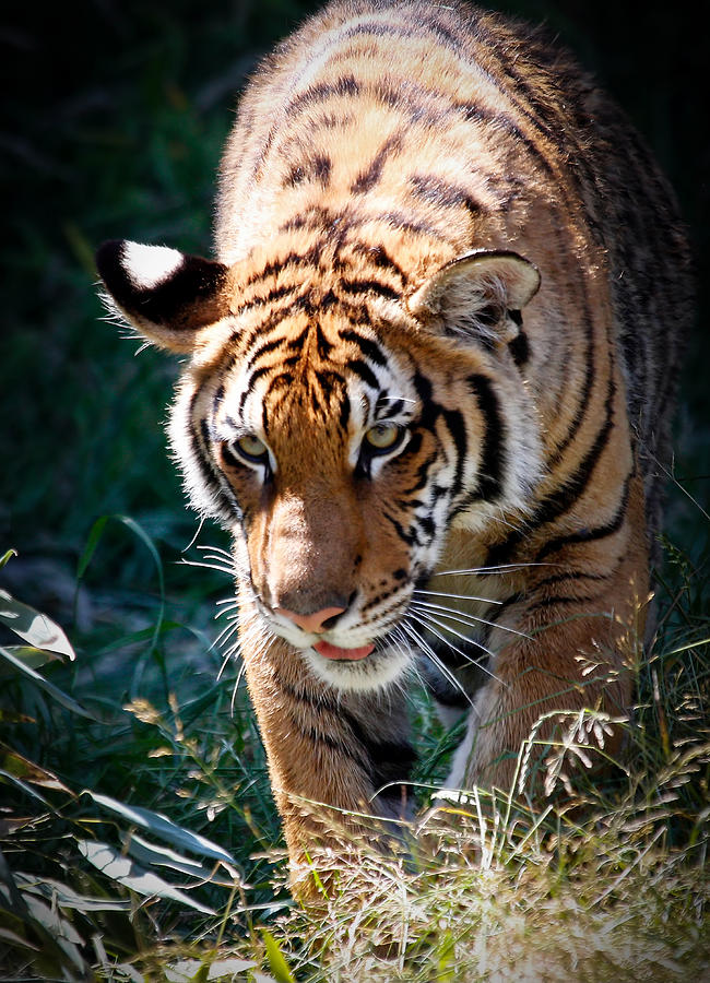 Prowling Tiger Photograph by Athena Mckinzie