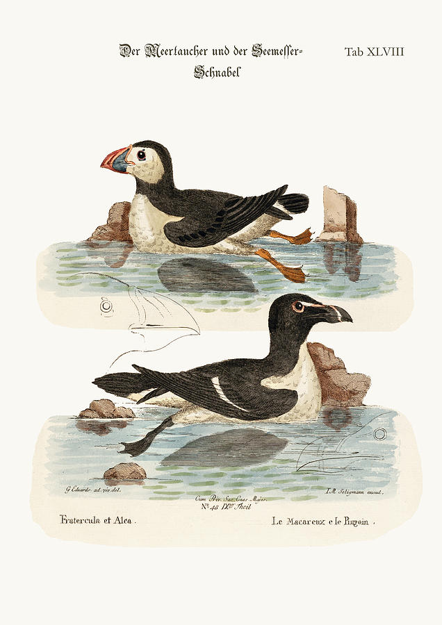 Mark Catesby Drawing - The Puffin and the Razor-bill by Splendid Art Prints