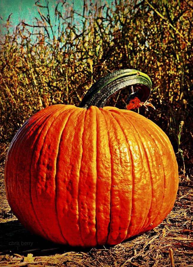 The Pumpkin Photograph by Chris Berry