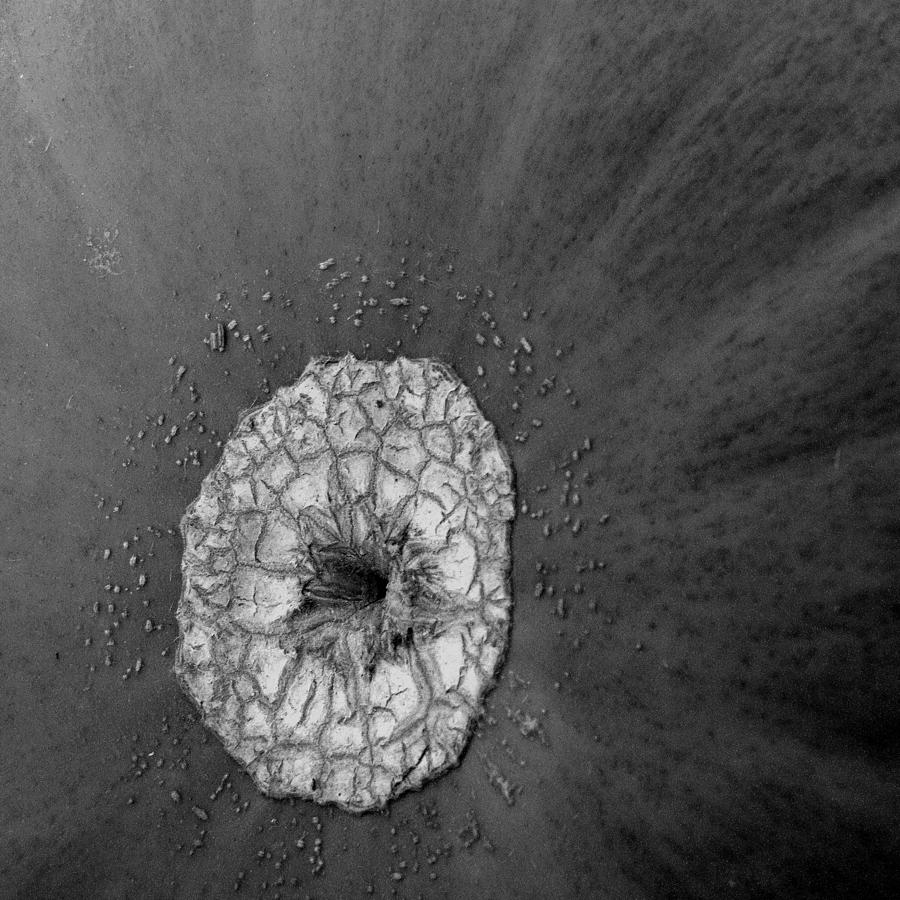 The Pumpkin Galaxy 002 sqbw Photograph by Dorin Adrian Berbier