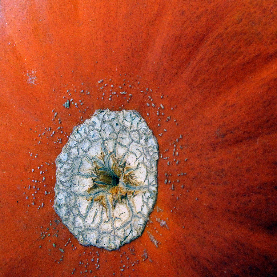 The Pumpkin Galaxy 002 sqco Photograph by Dorin Adrian Berbier