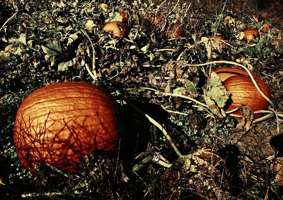 The Pumpkin Patch Photograph by Chris Berry