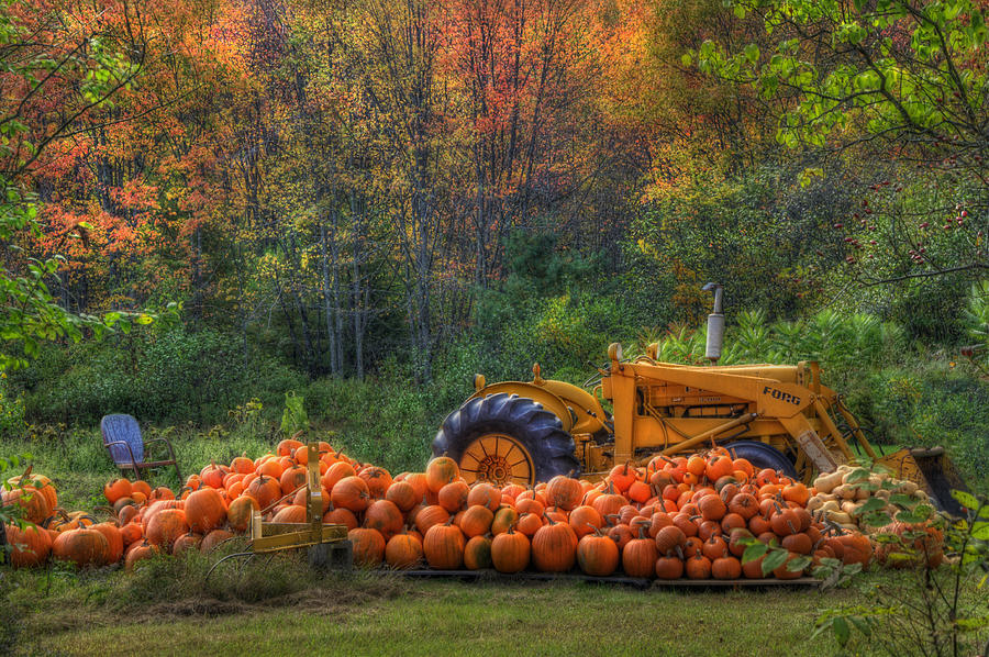 Pumpkins Photograph - The Pumpkin Patch by Joann Vitali