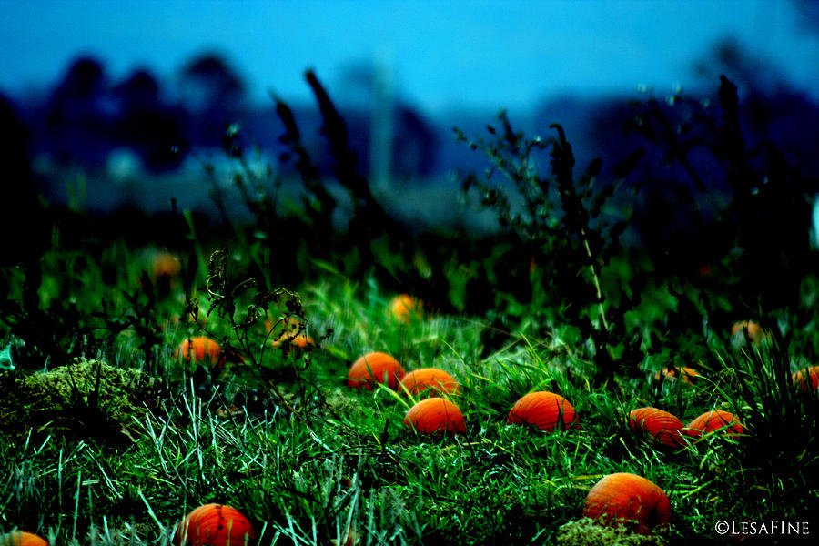The Pumpkin Patch Photograph by Lesa Fine