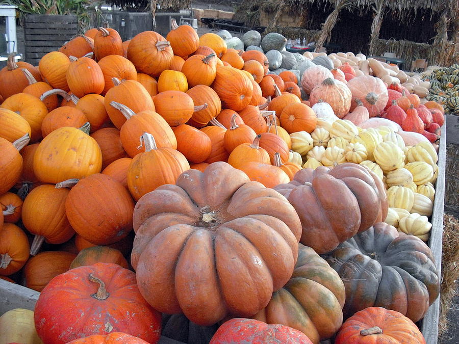 The Pumpkin Stand Photograph by Richard Reeve