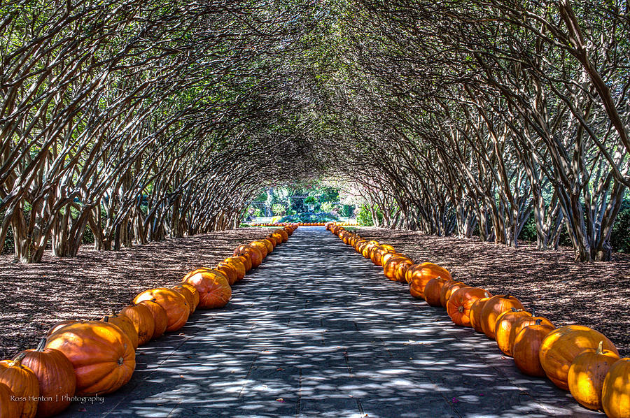 The Pumpkin Walk Photograph by Ross Henton