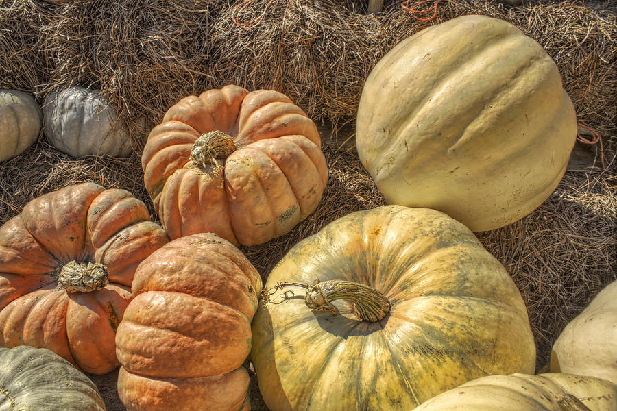 The Pumpkins of Autumn Photograph by Jason Politte