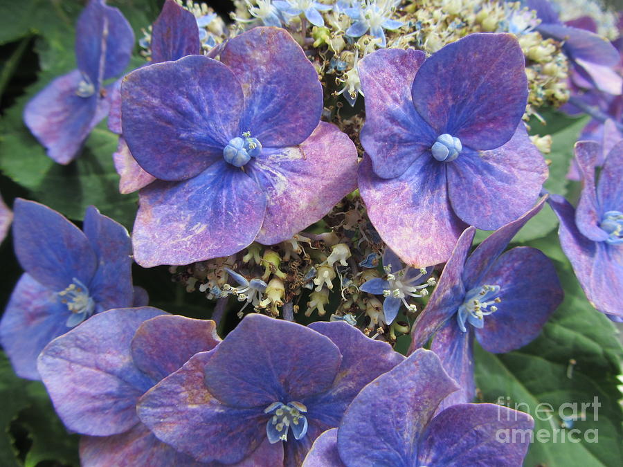 The Purple Hydrangea Flowers Photograph by Susan Carella
