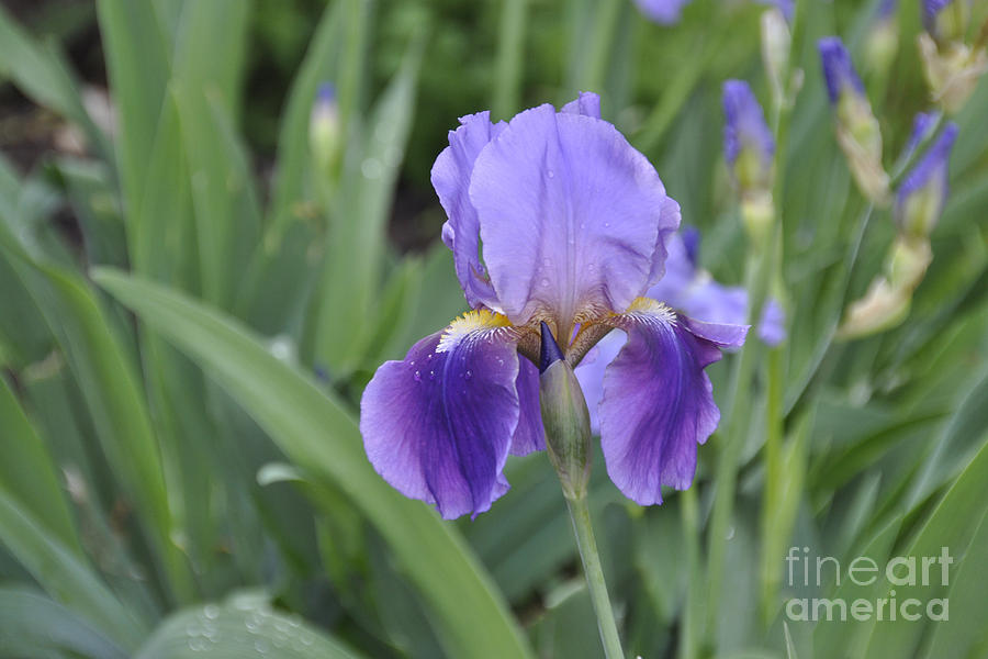 The Purple Iris Photograph by Cheryl McClure