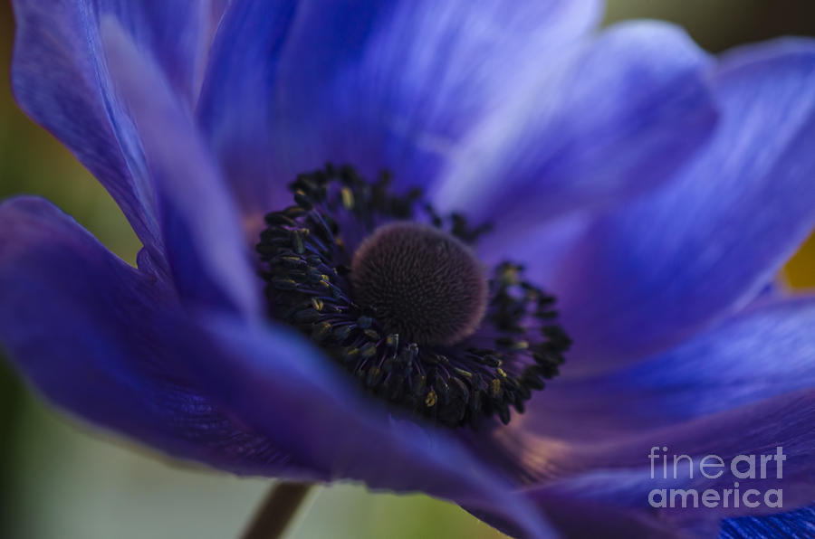 Nature Photograph - The Purple One  by Nicole Markmann Nelson