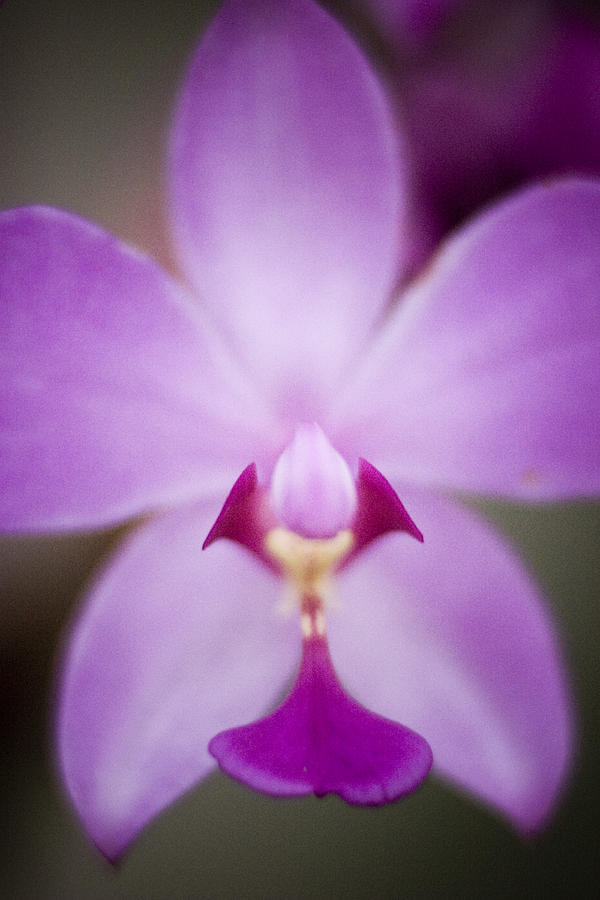 The Purple Orchid Photograph by Bradley R Youngberg