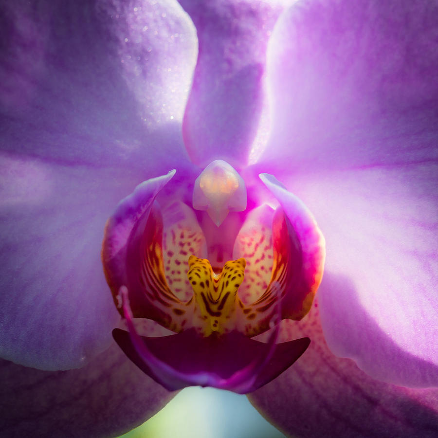 The Purple Orchid Photograph by David Patterson - Fine Art America